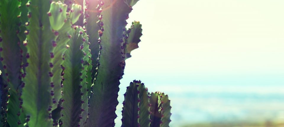 Cactus in Mexico