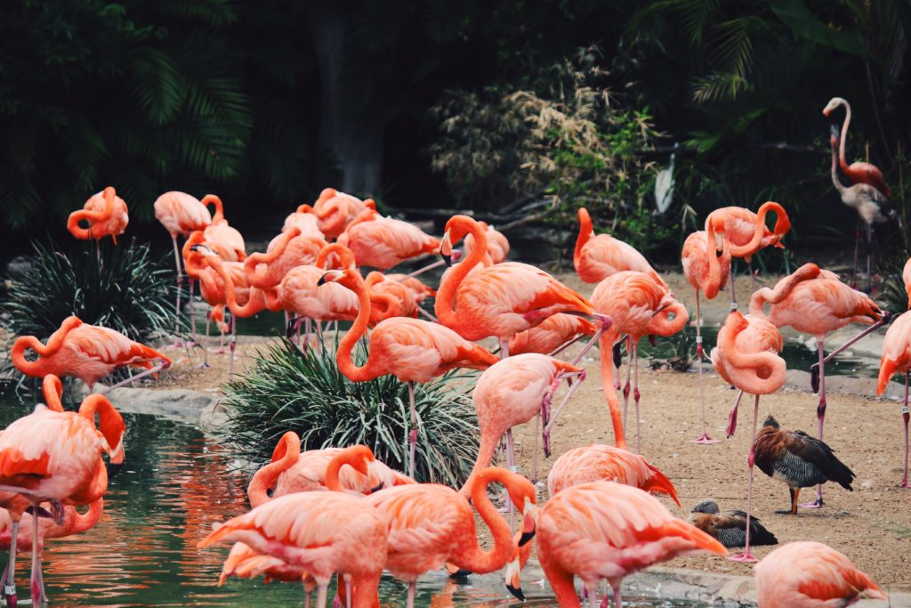San Diego Zoo & Safari Park Visitors' Guide | The Dana on Mission Bay