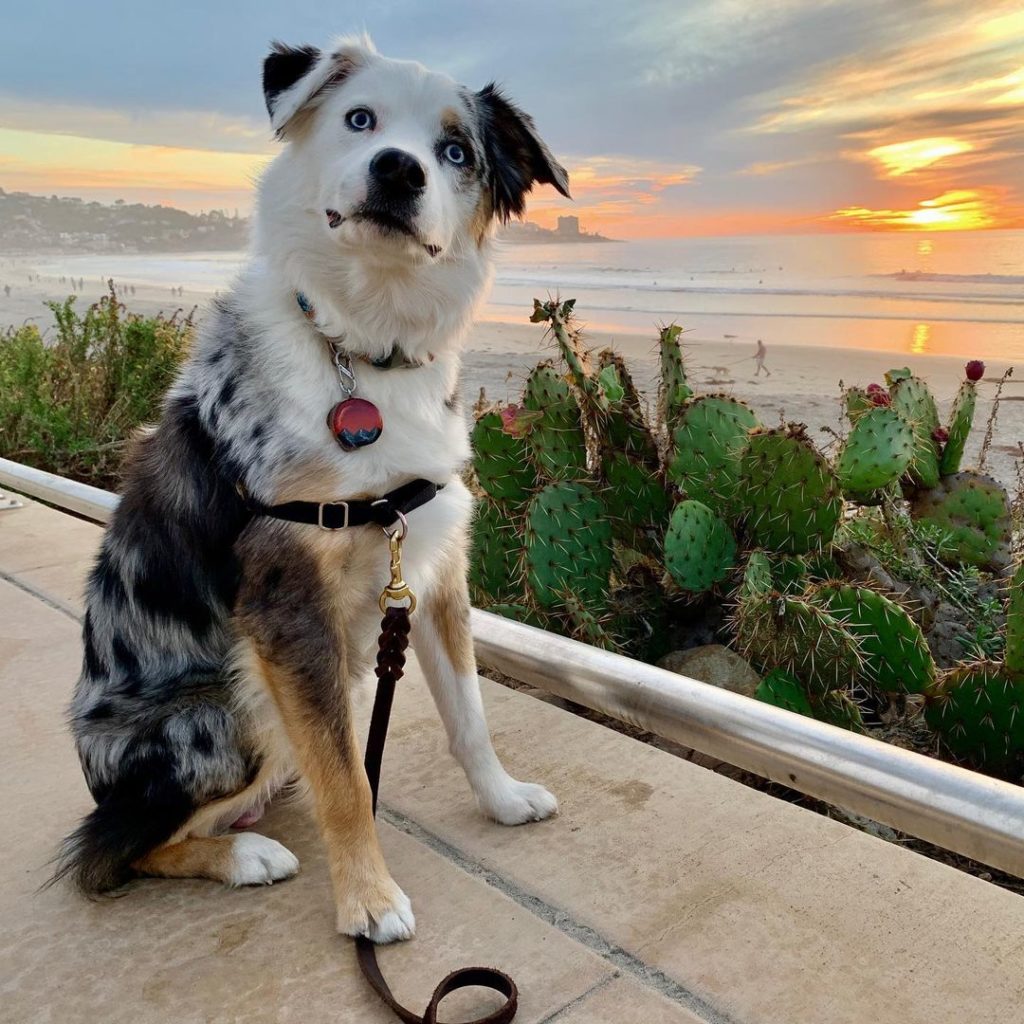 dog in front of the beach at sunset