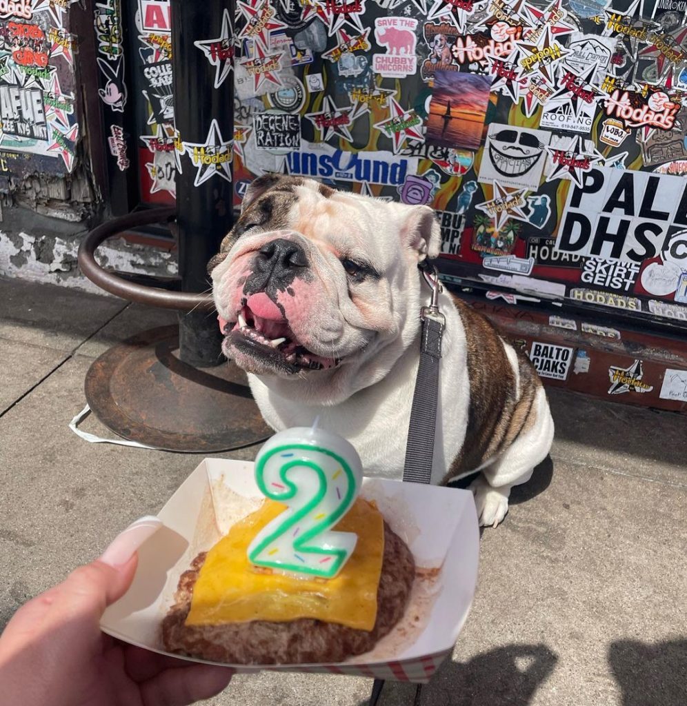 dog and birthday cake