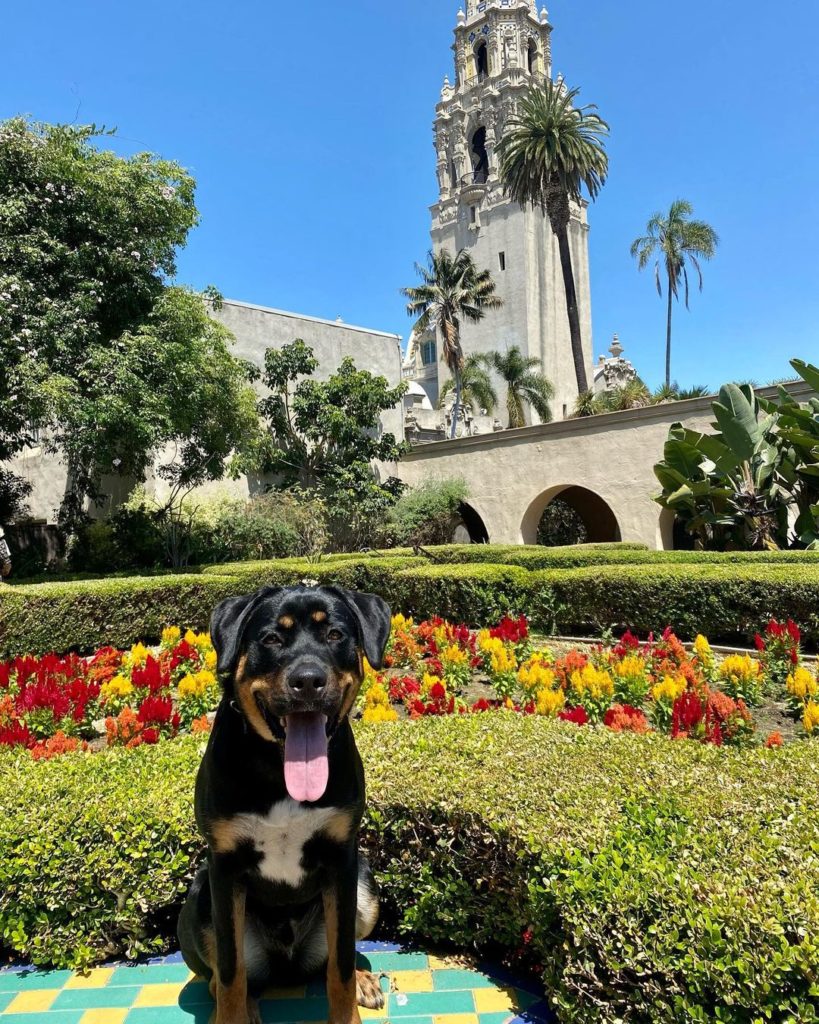 Dog in front of flowers at balboa park